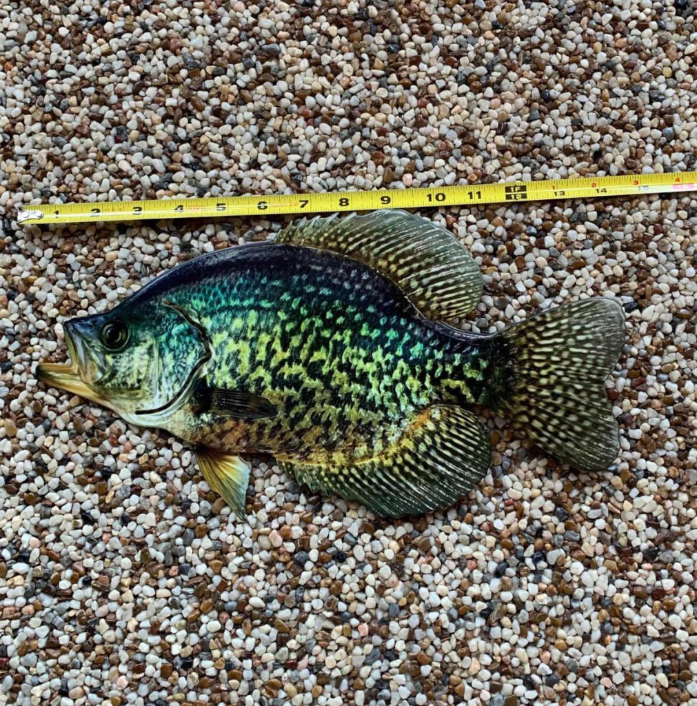 14 Inch OM 2D Crappie Replica Art Reelistic Replicas