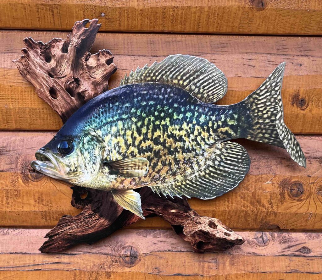18-inch-Black-Crappie-Replica-