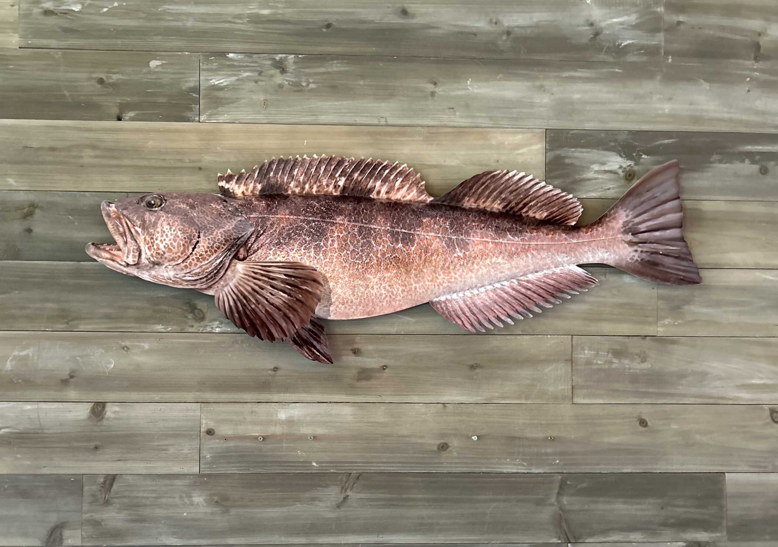 Ling Cod Fish Replica | Reelistic Replicas